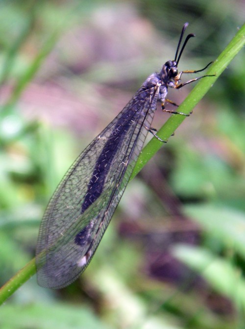 Myrmeleon formicarius 1 (28-7-13 Trigoniero).jpg