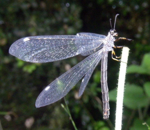 Myrmeleon formicarius 3 (28-7-13 Trigoniero).jpg