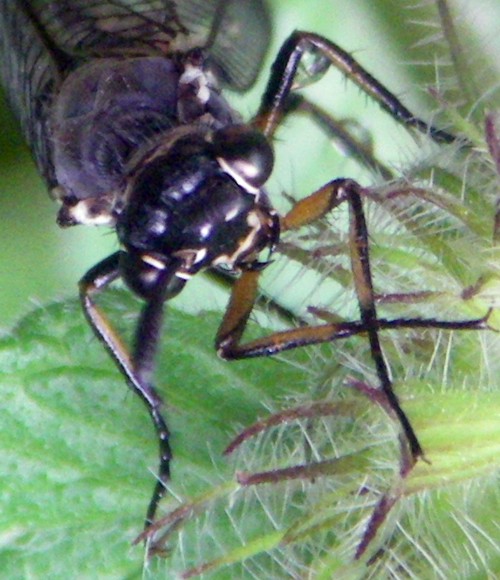 Myrmeleon formicarius cabeza (28-7-13 Trigoniero).jpg