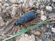 epomis circumscriptus terreno 1.JPG