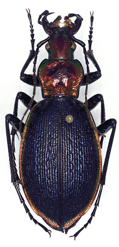 Chetocarabus_Olympo_1-VII-1984.jpg