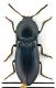 Comb0867_30crc.jpg