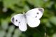 pieris31_cr.jpg