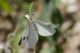 pieris35_cr.jpg