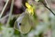 pieris43_cr.jpg