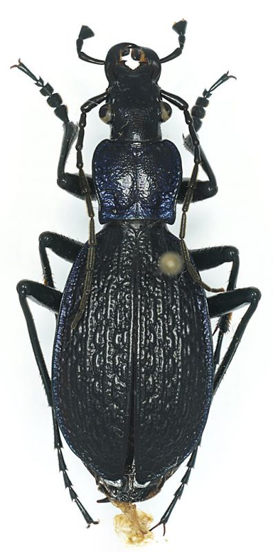 Chaetocarabus_intricatus_Katara.jpg