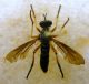 Dioctria oelandica (Linnaeus, 1758) - Diptera, Asilidae.JPG