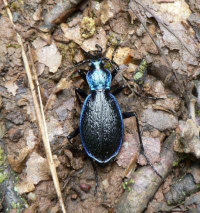 Chaetocarabus intricatus macedonicus.jpg