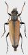 Cortodera-3.jpg
