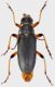 Cortodera-1.jpg