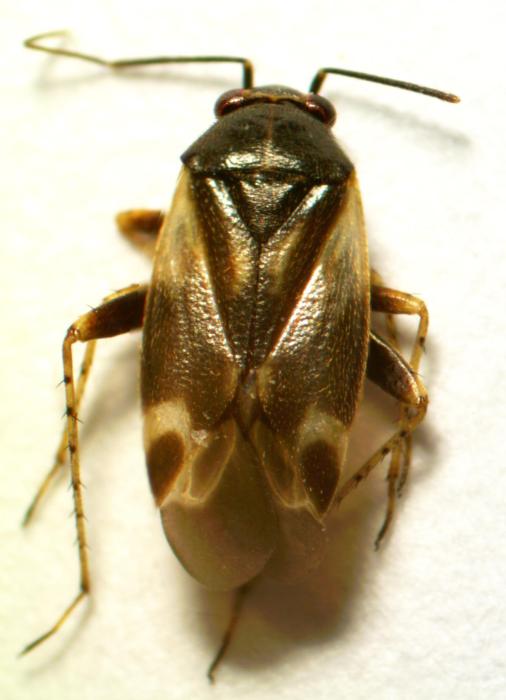 miridae_3_5_florenz_130601.jpg