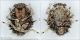 Esuvia_formicaleone_formicarius_parassitata_Micomitra_Labriola_FEI.jpg