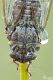 Cicala2.jpg
