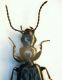 (Carabidi) Microlestes part. 01.jpg