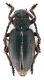 Comb0871_44crc.jpg