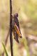 _MG_2033 - Copia.jpg