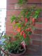 Naga Morich.jpg