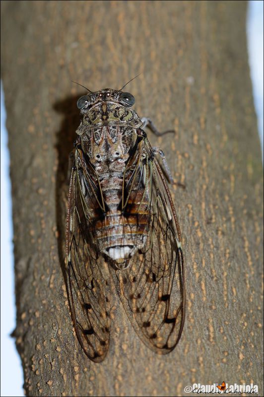 Cicada_orni_Vesuvio_Labriola_6634_1000.jpg