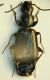 (Carabidi) Microlestes part. 02.jpg