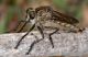 lagoliscia030813 014mod.jpg