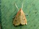 Udea ferrugalis IMG_47401.JPG