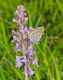 DSC_4723.jpg