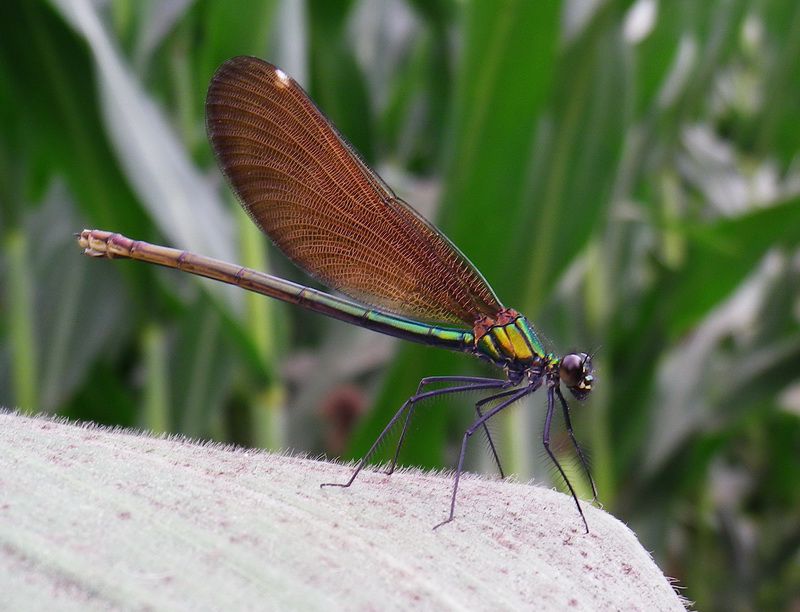 Calopteryx1.jpg