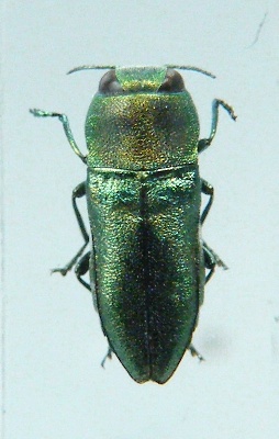 DSCF0539 rc.jpg