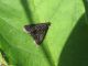 Heliothela wulfeniana Crambidae IMG_35775.jpg