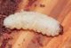 Pissodes piceae larva 1.JPG