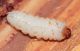 Pissodes piceae larva 2.JPG