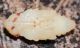 Pissodes piceae pupa 1.JPG