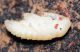 Pissodes piceae pupa 2.JPG