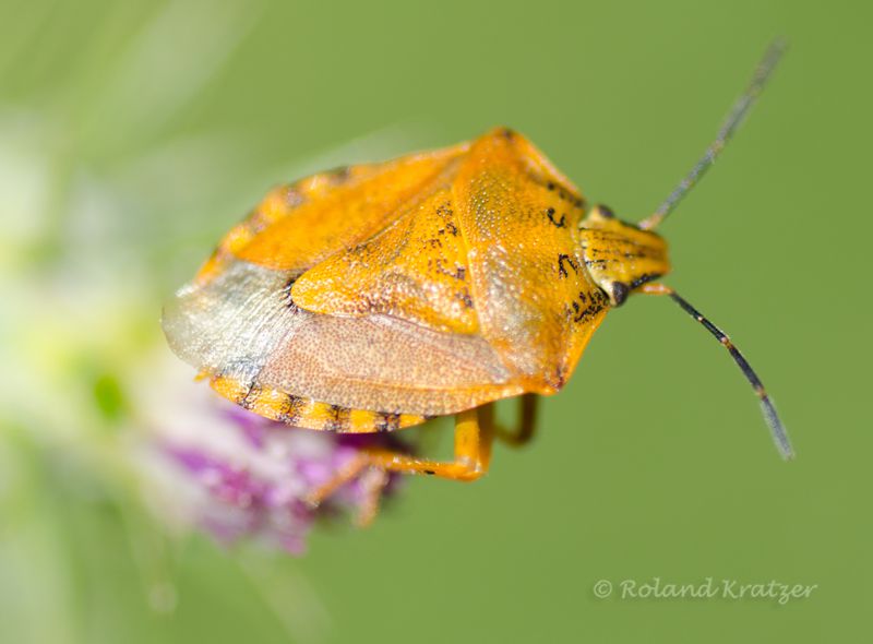 Carpocoris sp.jpg