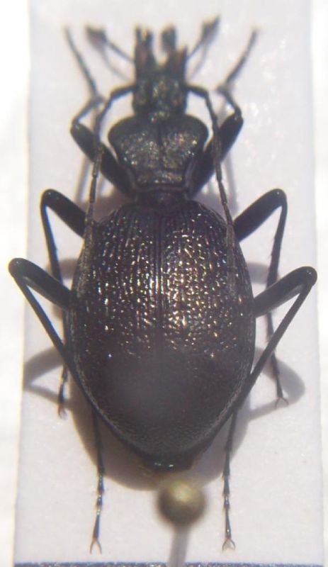 Cychrus cordicollis..JPG