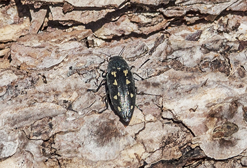 1  Buprestis novemmaculata web ...jpg