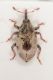 Sibinia arenariae 1.JPG