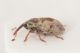 Sibinia arenariae 2.JPG