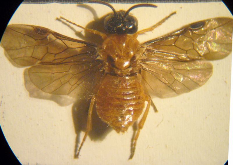 S. angelicae 002 A.jpg