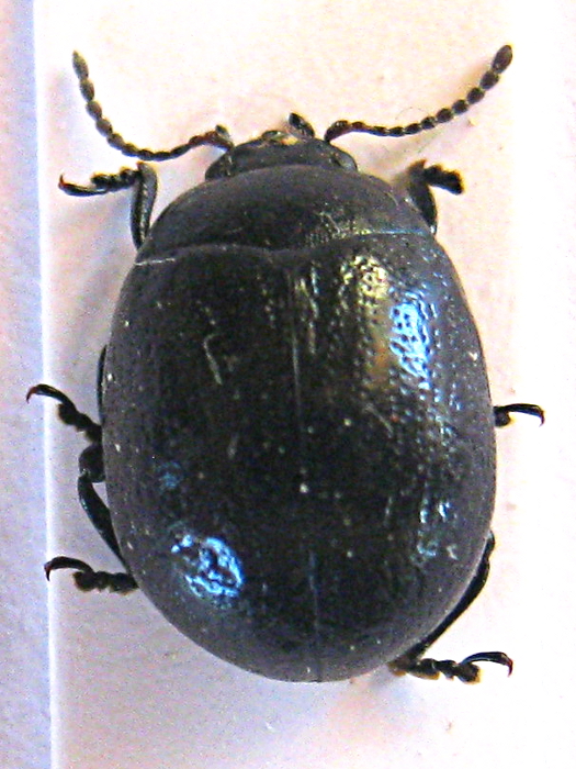 Chrysolina - 7mm.jpg