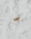 insetto2.png