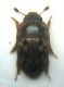 Nitidulidae1.jpg