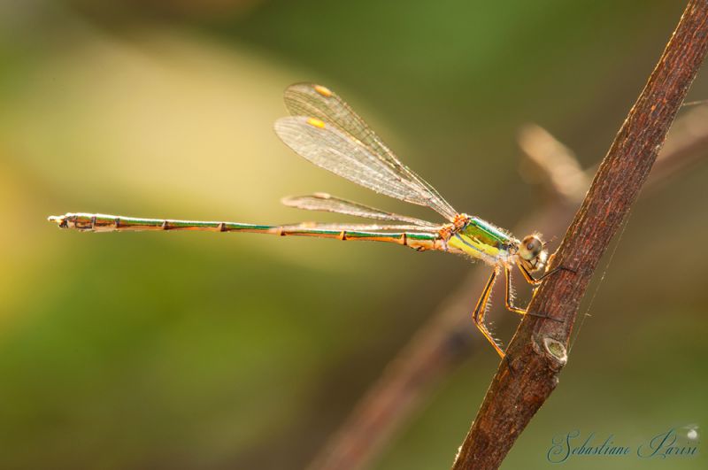 _DSC0484-Libellula3.jpg