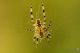 _DSC0533-Ragno-Pantalica-2013-2.jpg