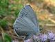celastrina argiolus IMG 2752 -30 07 08.jpg