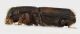 Platypus_Manziana_4-VIII-2013_grey.jpg