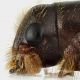 Platypus_Manziana_4-VIII-2013_grey2.jpg