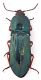 Comb0890_49crz.jpg