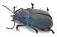 Comb0887_82crz.jpg