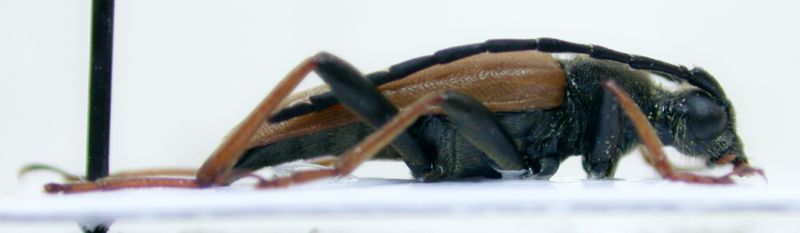 Stictoleptura profilo.jpg